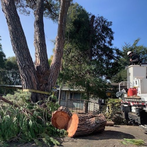 Trusted Tree Removal Specialists in Springfield