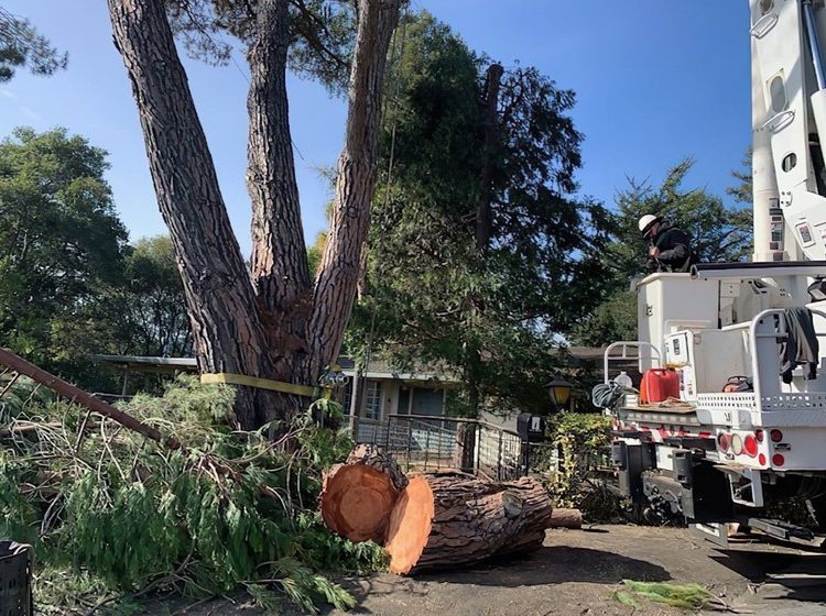 Trusted Tree Removal Specialists in Springfield