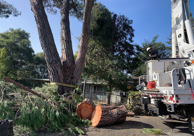 Trusted Tree Removal Specialists in Springfield