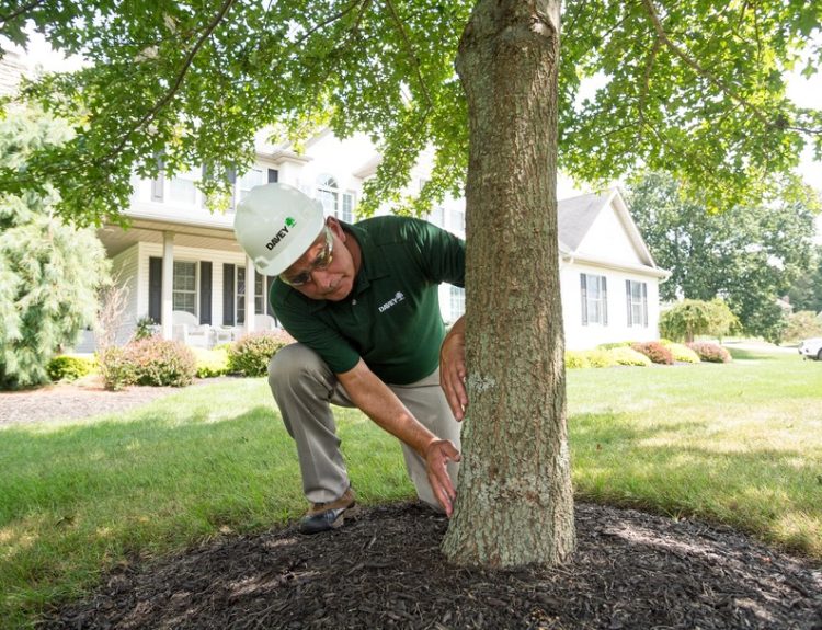 Reliable Tree Service in Shelton for Safe and Healthy Trees