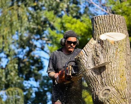 Professional Tree Service for Safe & Efficient Tree Removal