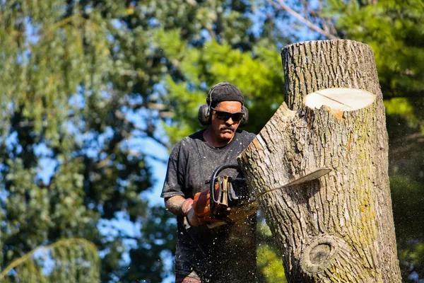 Professional Tree Service for Safe & Efficient Tree Removal